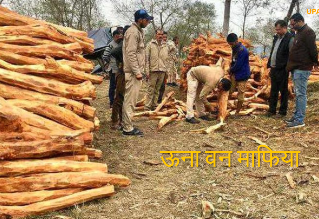 una wood cut - ऊना वन माफिया