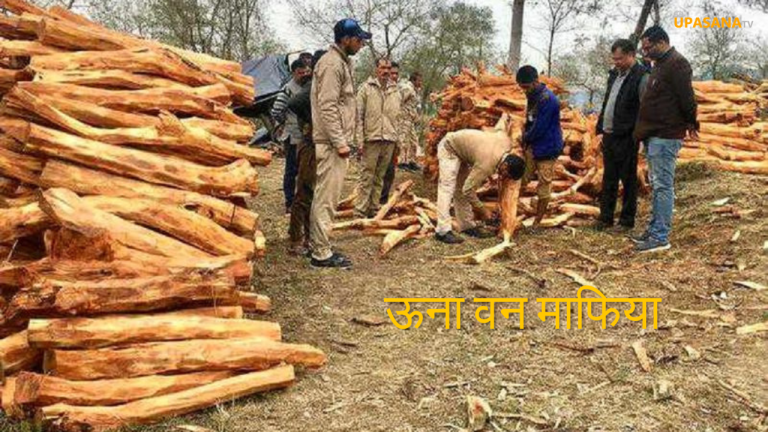 una wood cut - ऊना वन माफिया